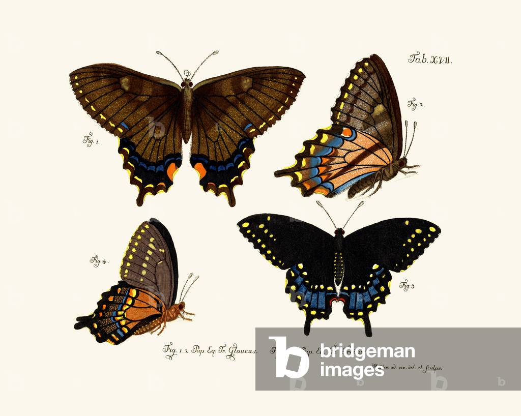 Butterflies, 1783-1806 (coloured engraving)