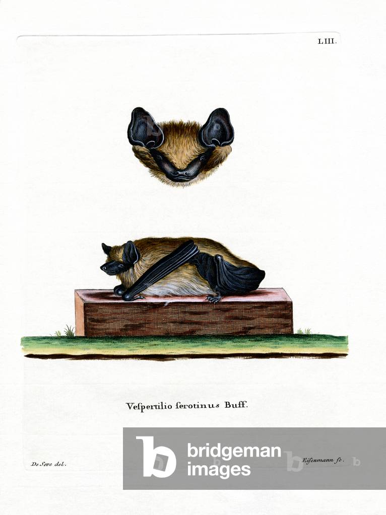 Serotine Bat (coloured engraving)