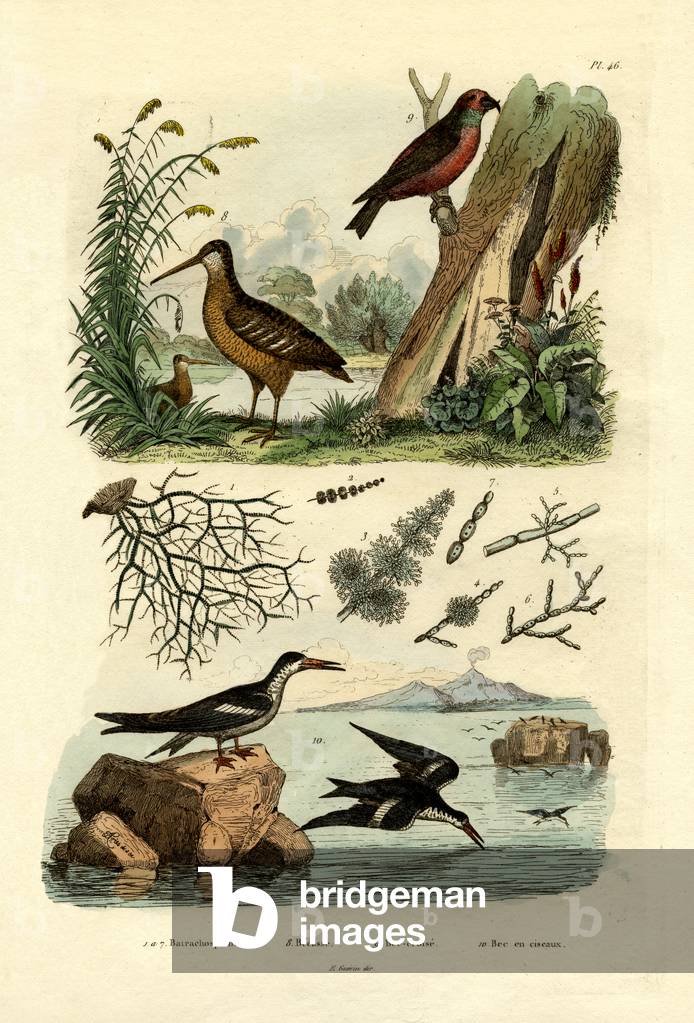 Woodcock, 1833-39 (coloured engraving)