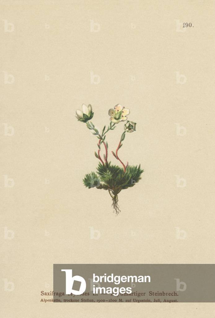Mossy Saxifrage (Saxifraga bryoides) (colour litho)