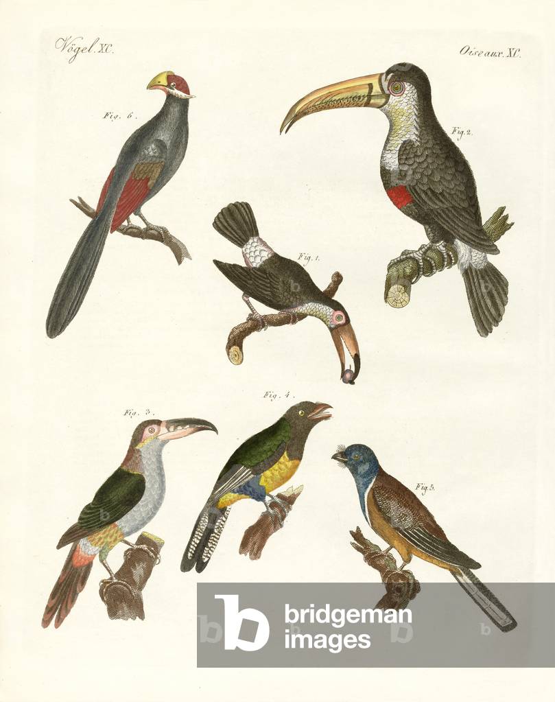 Strange birds (coloured engraving)