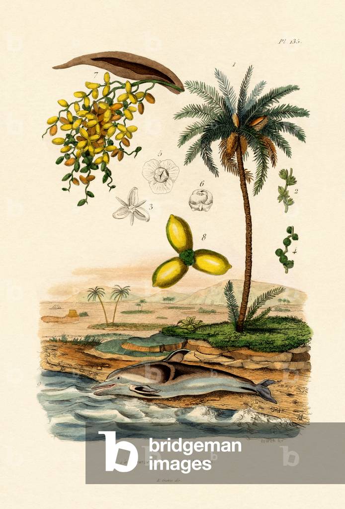 Date Palm, 1833-39 (coloured engraving)