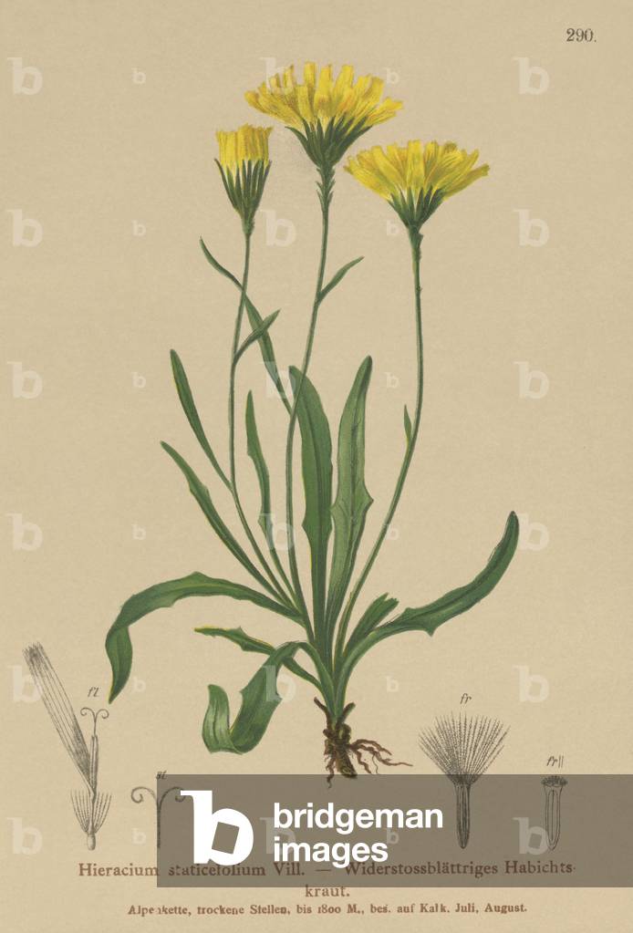 Umbrella Milkwort (Hieracium staticefolium, Hieracium staticifolium, Tolpis staticifolia, Chlorocrepis staticifolium, Chlorocrepis staticifolia) (colour litho)