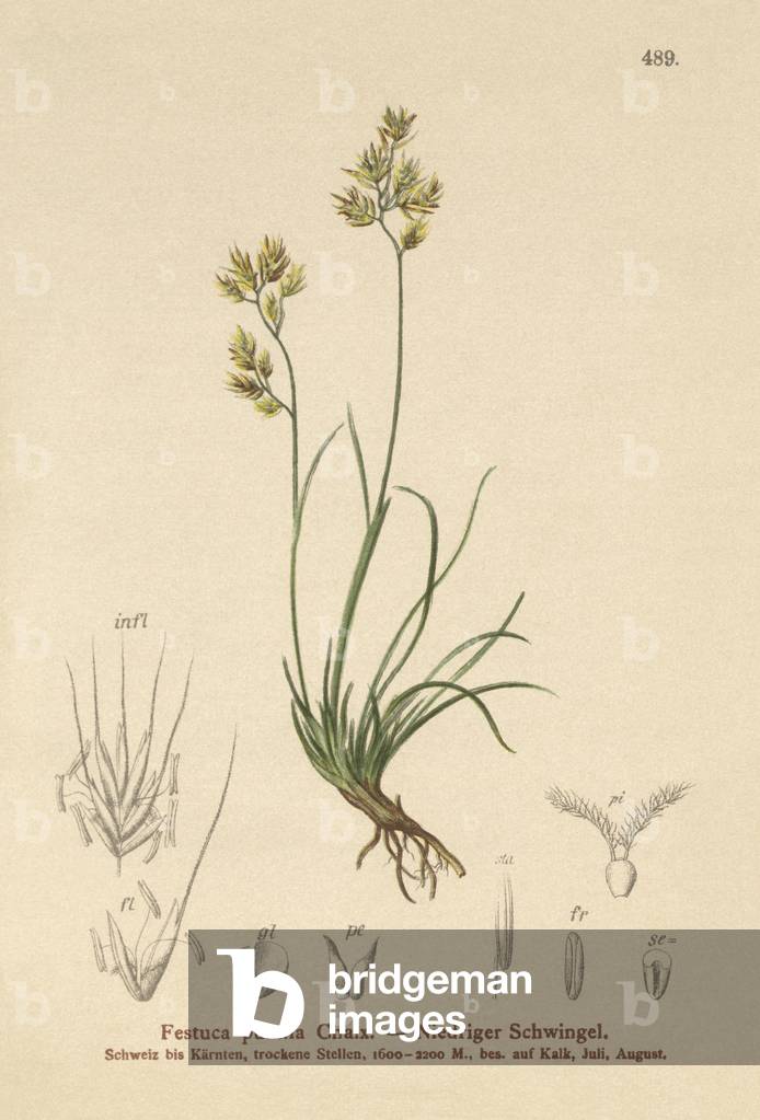 Four Leaved Fescue (Festuca pumila, Festuca quadriflora) (colour litho)