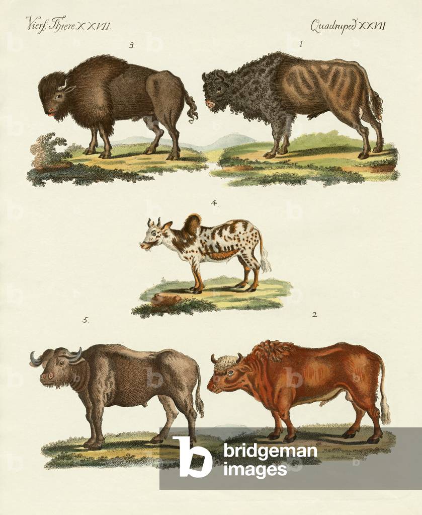 Various kinds of oxen (coloured engraving)