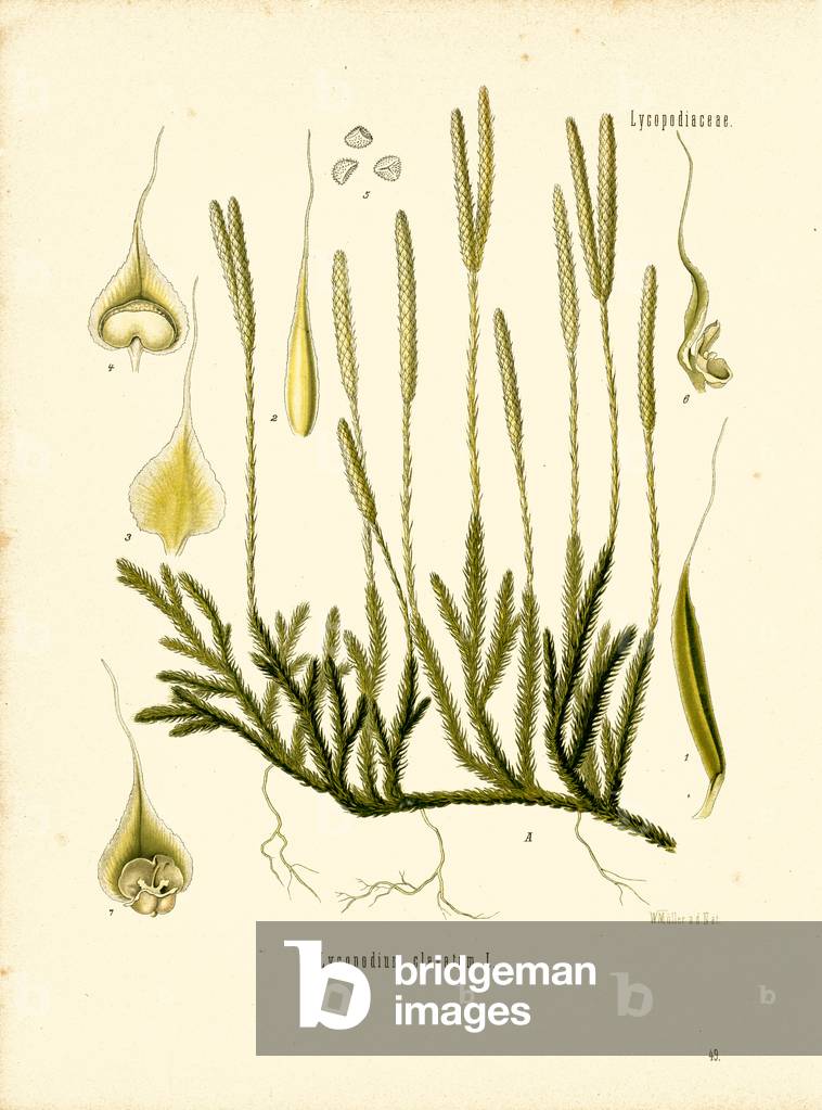 Lycopodium (colour litho)