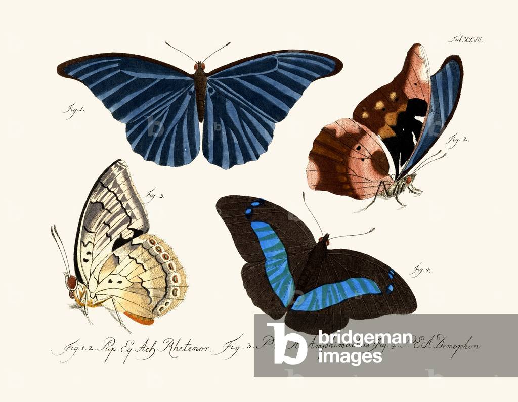 Butterflies, 1783-1806 (coloured engraving)