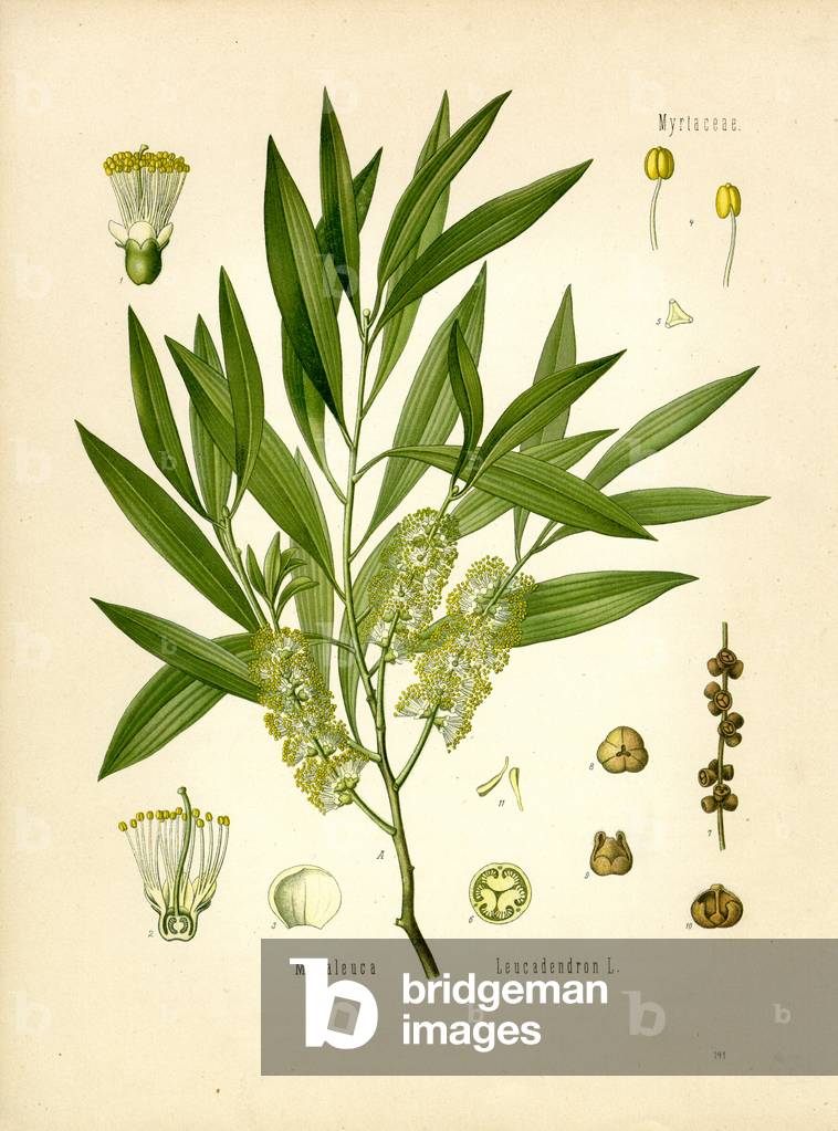 Cajeput Tree (colour litho)