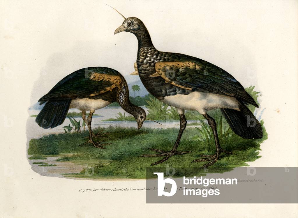 Horned Screamer, 1864 (colour litho)