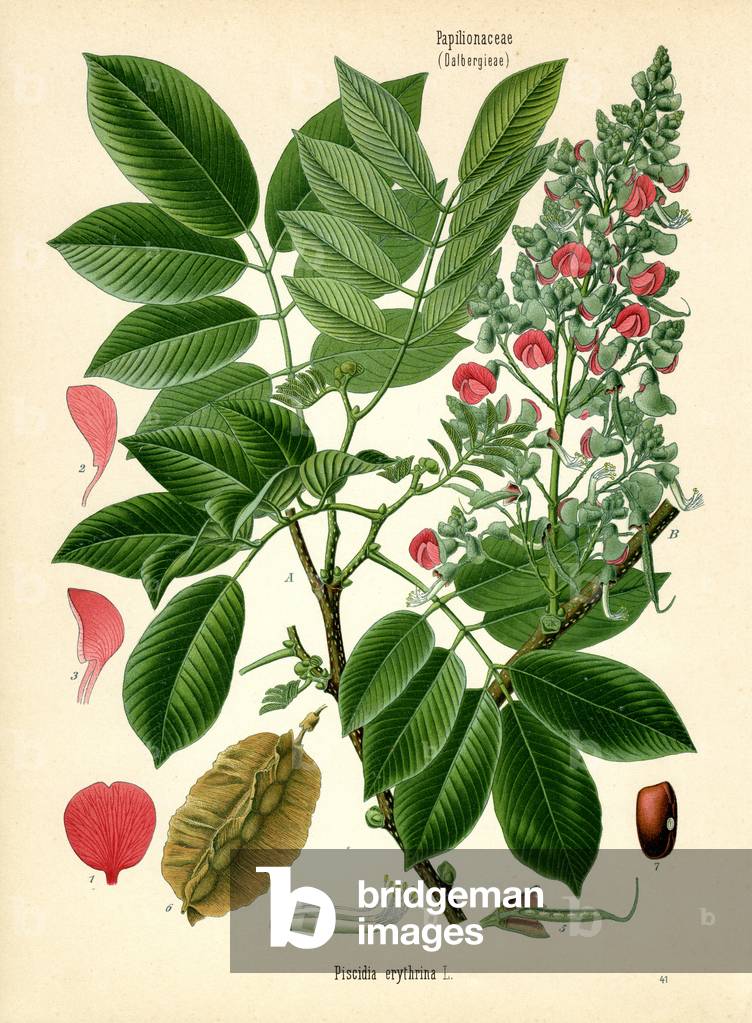 Jamaica Dogwood (colour litho)