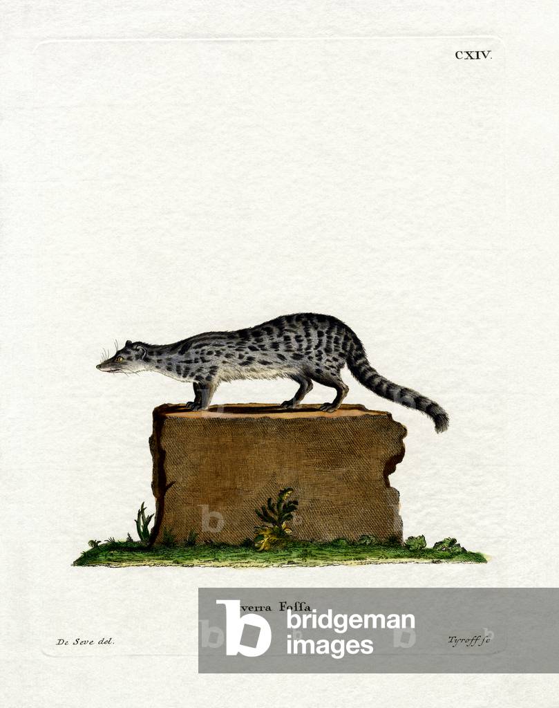 Fanaloka (coloured engraving)
