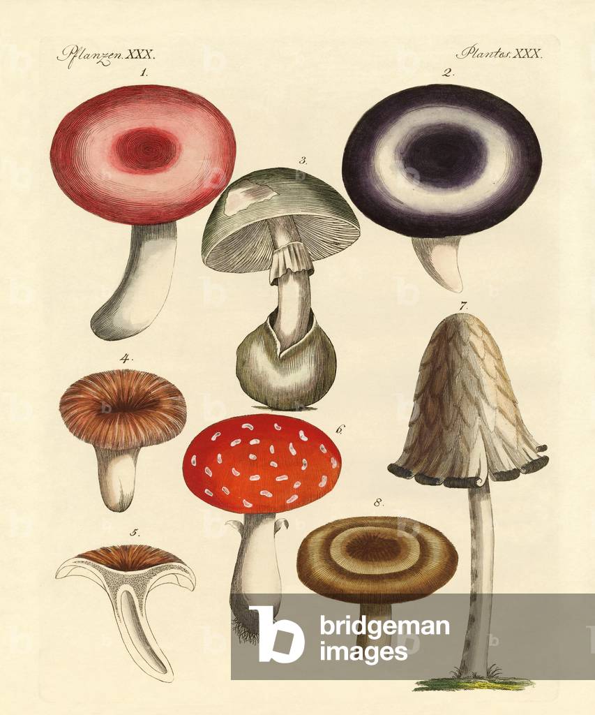 Poisonous German mushrooms (coloured engraving)