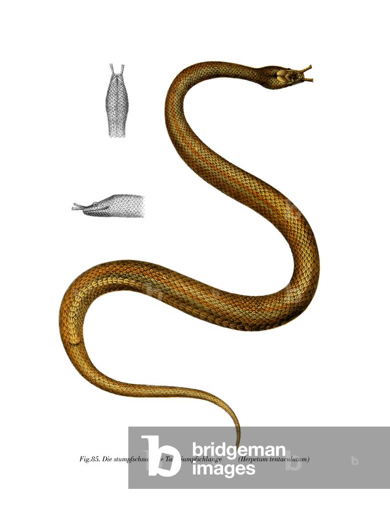 Tentacle Snake (colour litho)