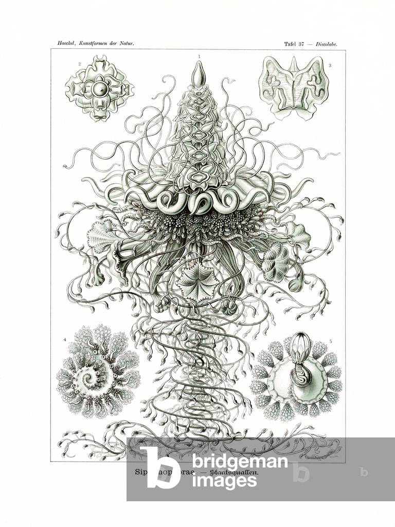 Siphonophorae, 1899-1904 (colour litho)