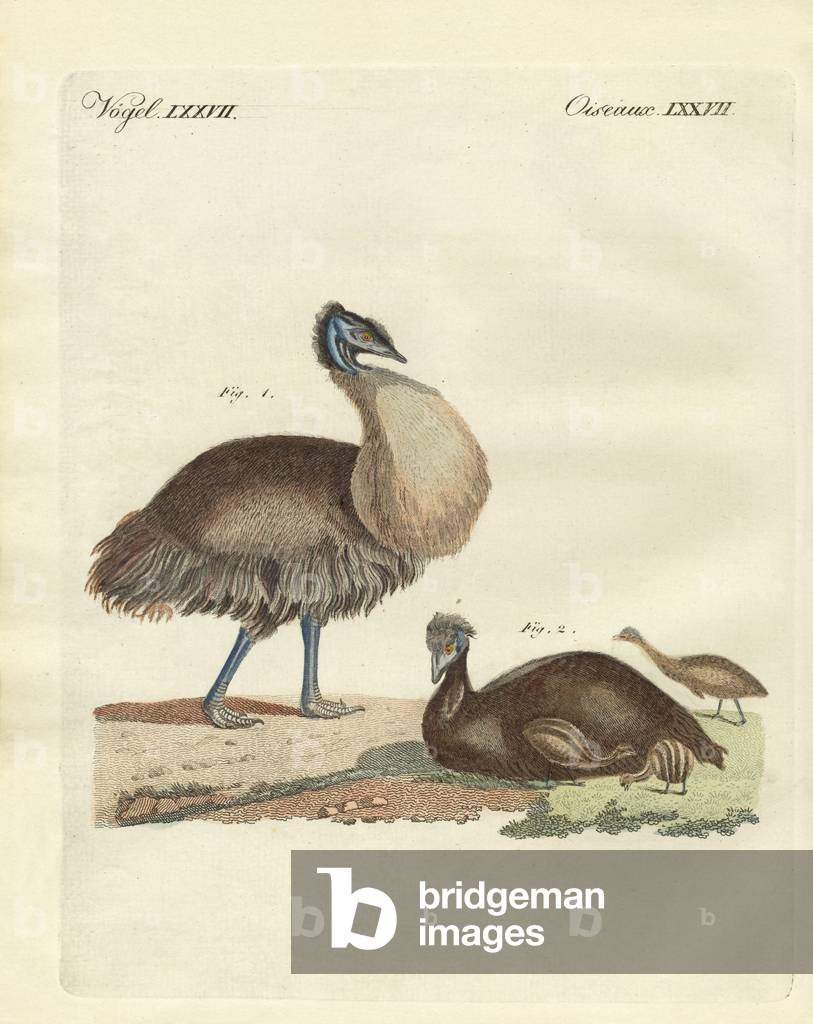 The casuar from Australia (coloured engraving)