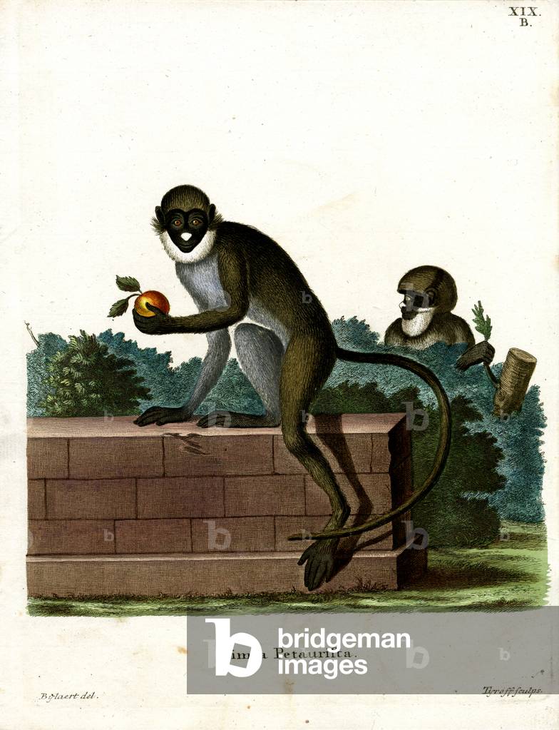 Lesser Spot-nosed Monkey (coloured engraving)