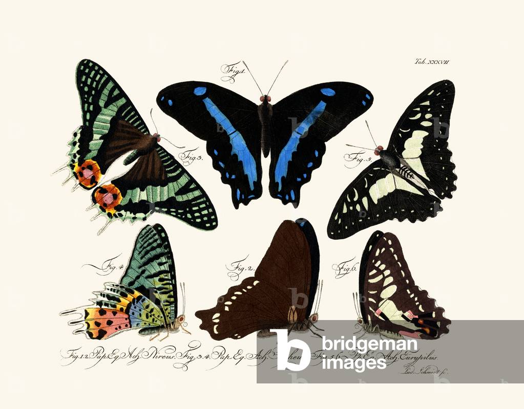 Butterflies, 1783-1806 (coloured engraving)