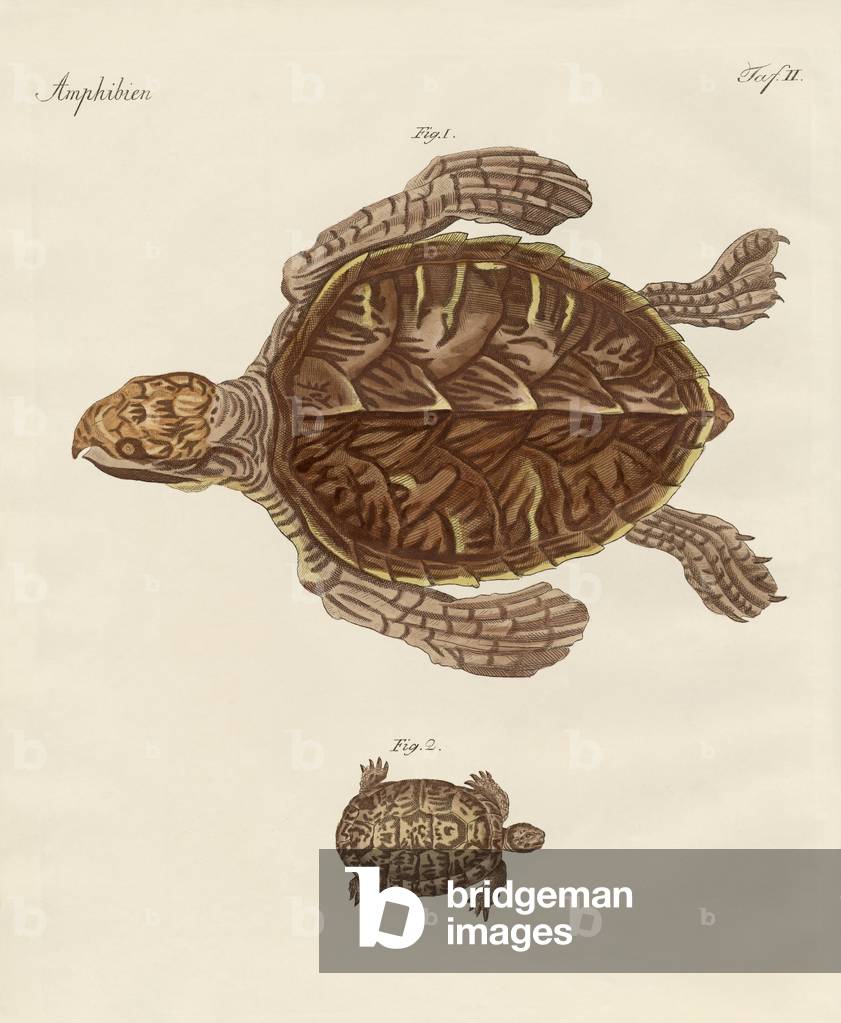 Tortoises (coloured engraving)