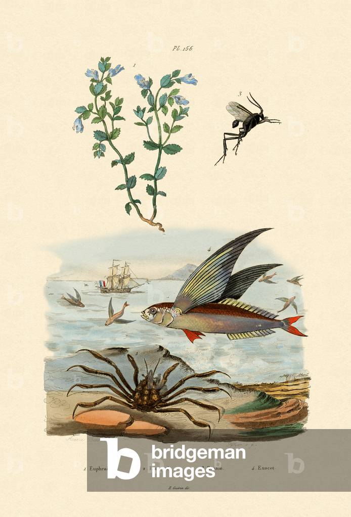 Eyebright, 1833-39 (coloured engraving)