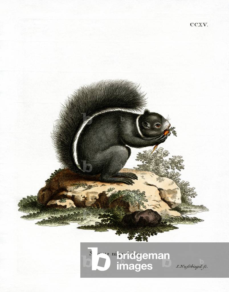 Fox Squirrel (coloured engraving)