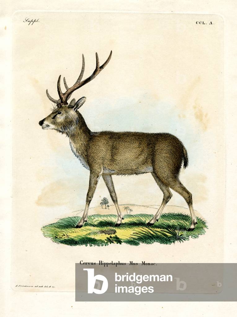 Javan Rusa (coloured engraving)