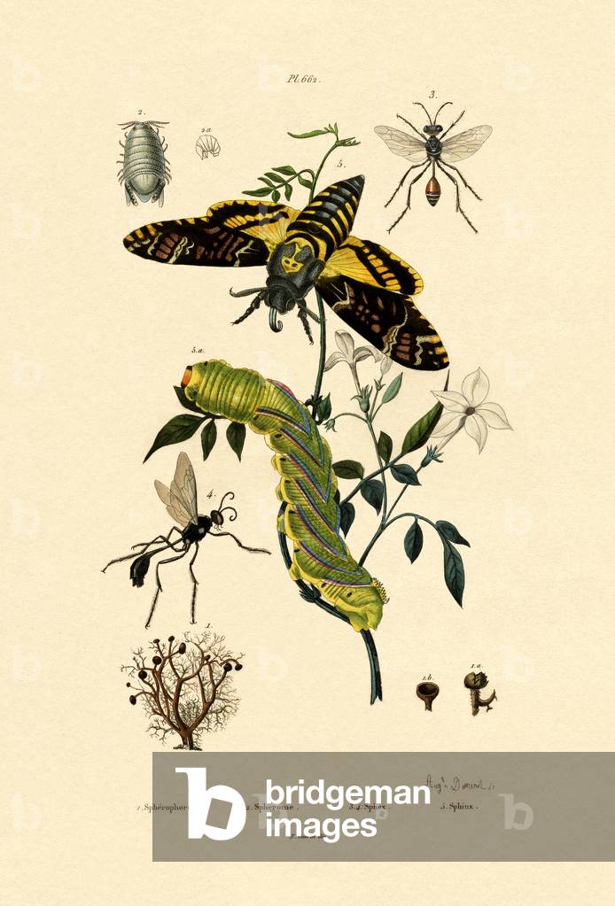Hoverfly, 1833-39 (coloured engraving)