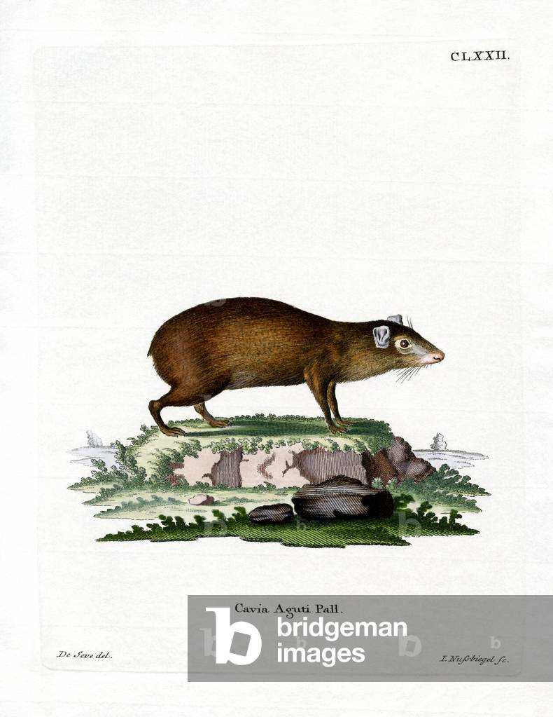 Agouti (coloured engraving)