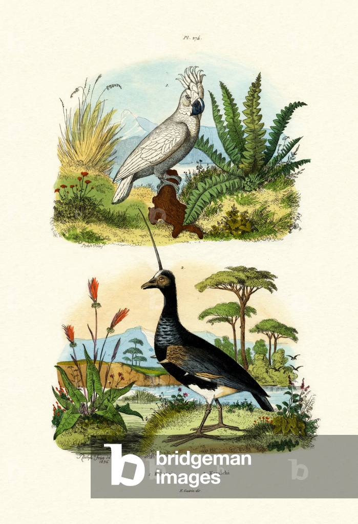 Umbrella Cockatoo, 1833-39 (coloured engraving)