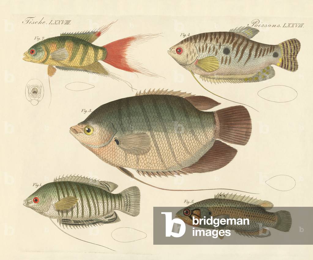 Beautiful new fish (coloured engraving)