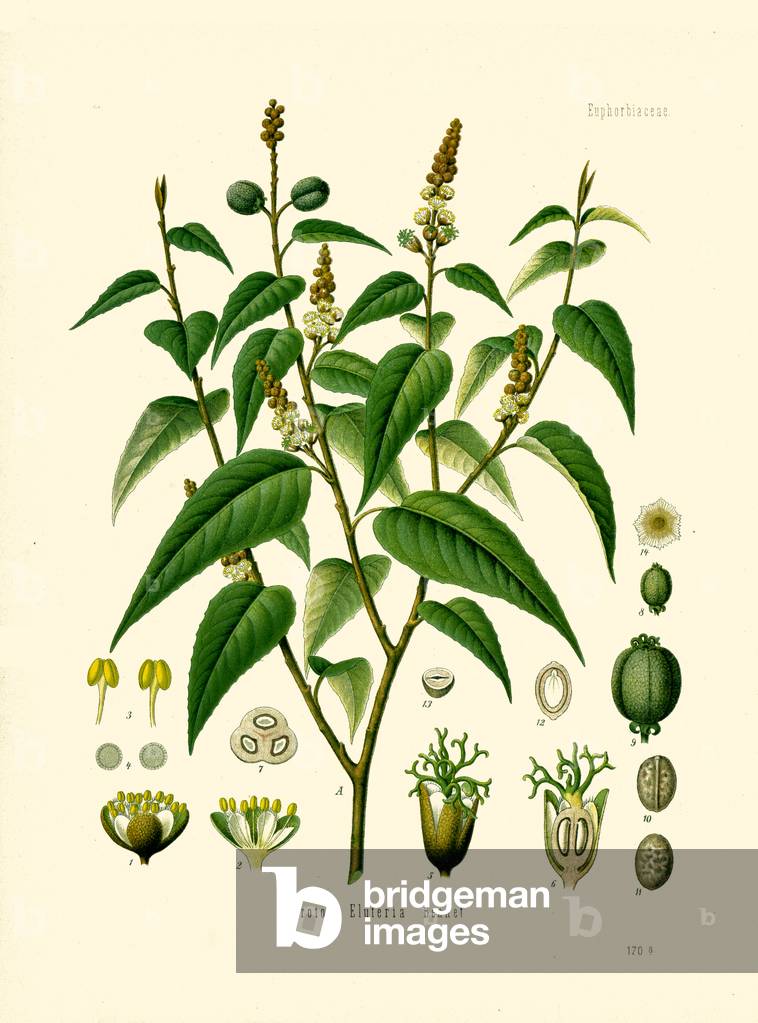 Cascarilla Tree (colour litho)