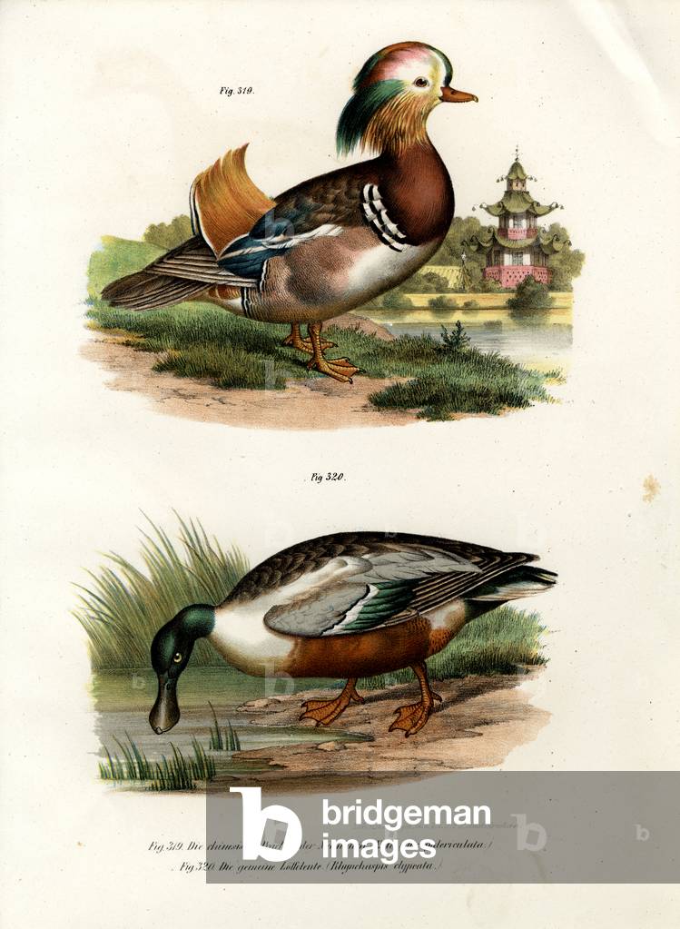 Mandarin Duck, 1864 (colour litho)