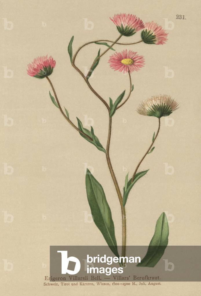Greek Fleabane (Erigeron Villarsii, Erigeron atticus) (colour litho)