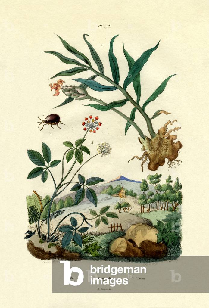 Shiny Spider Beetle, 1833-39 (coloured engraving)