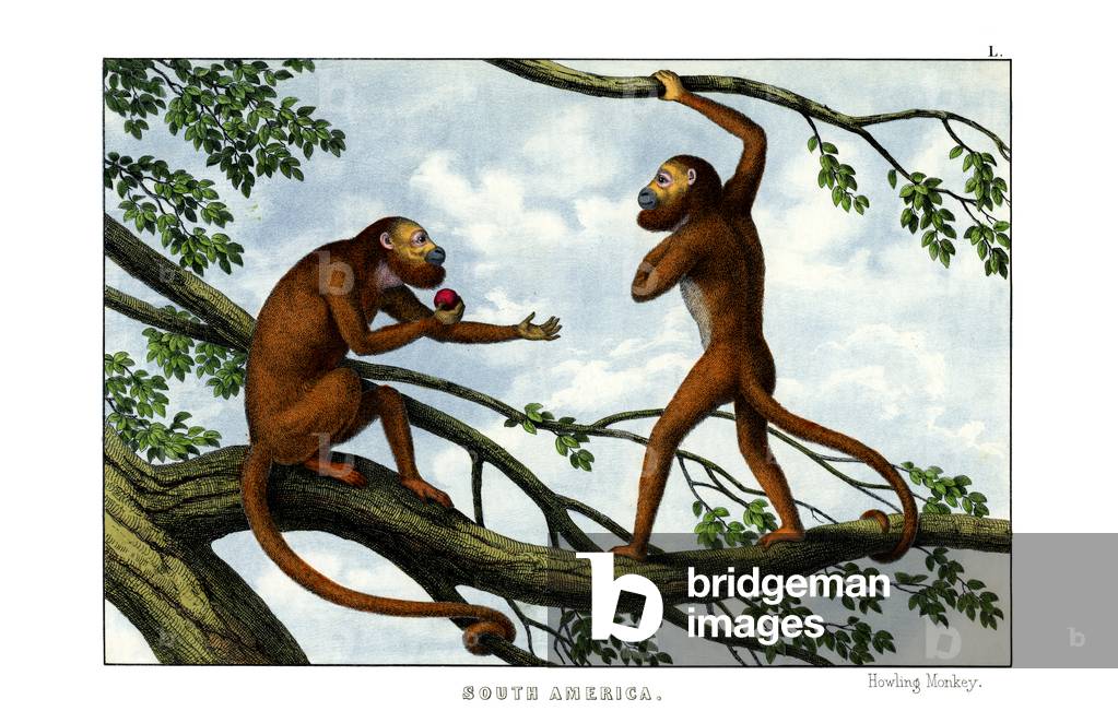 Howling Monkey, 1860 (colour litho)