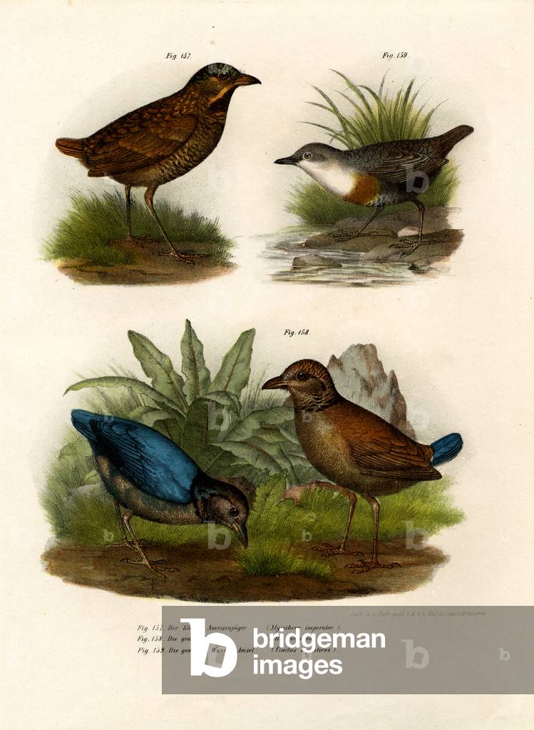 Antpitta, 1864 (colour litho)