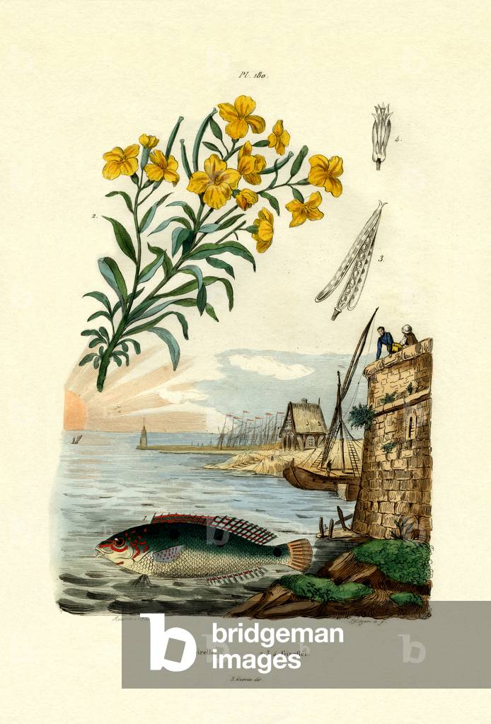 Rainbow Wrasse, 1833-39 (coloured engraving)