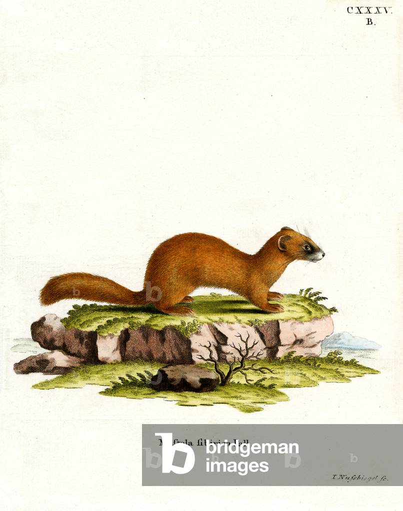 Siberian Weasel (coloured engraving)