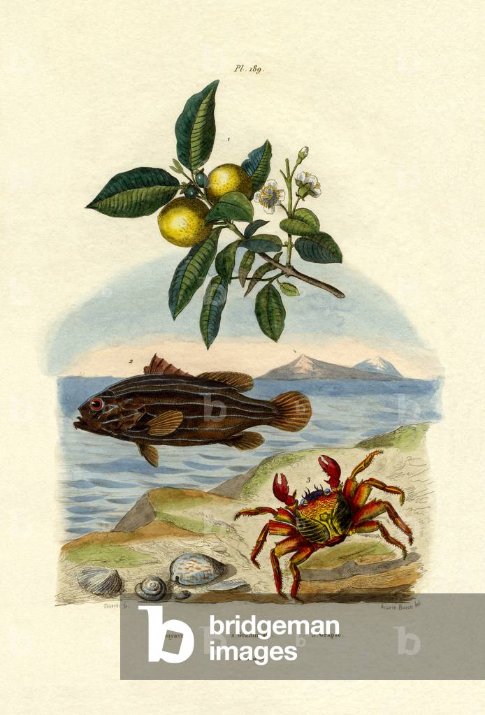 Guava, 1833-39 (coloured engraving)