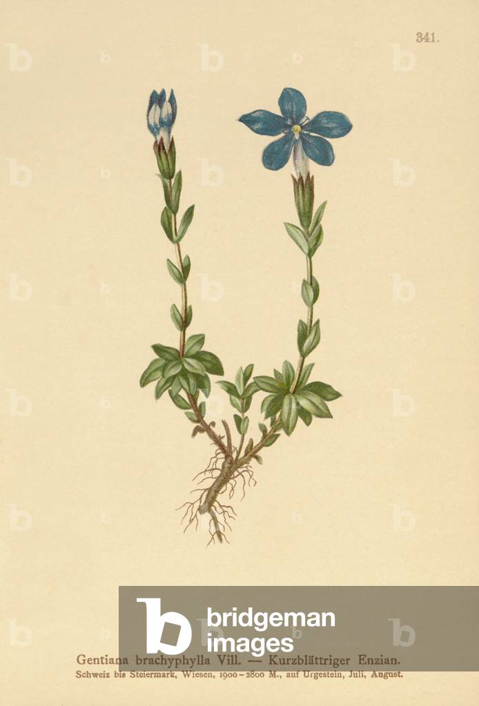 Short-leaved Gentian (Gentiana brachyphylla) (colour litho)