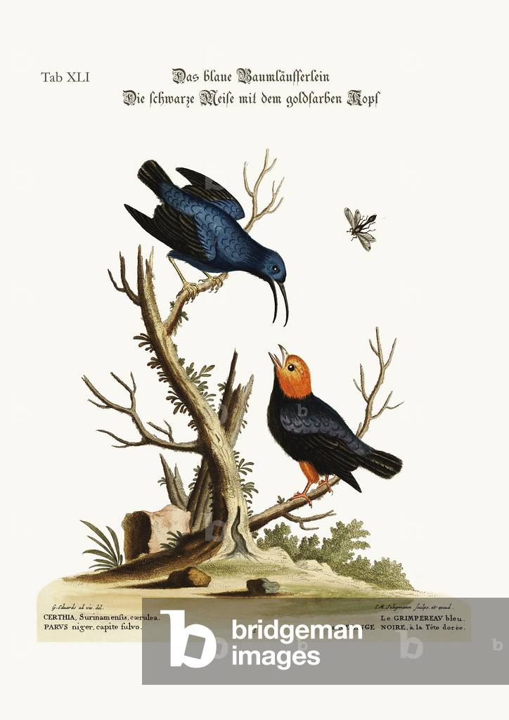 The blue Creeper. The golden-headed black Tit-mouse, 1749-73 (coloured engraving)