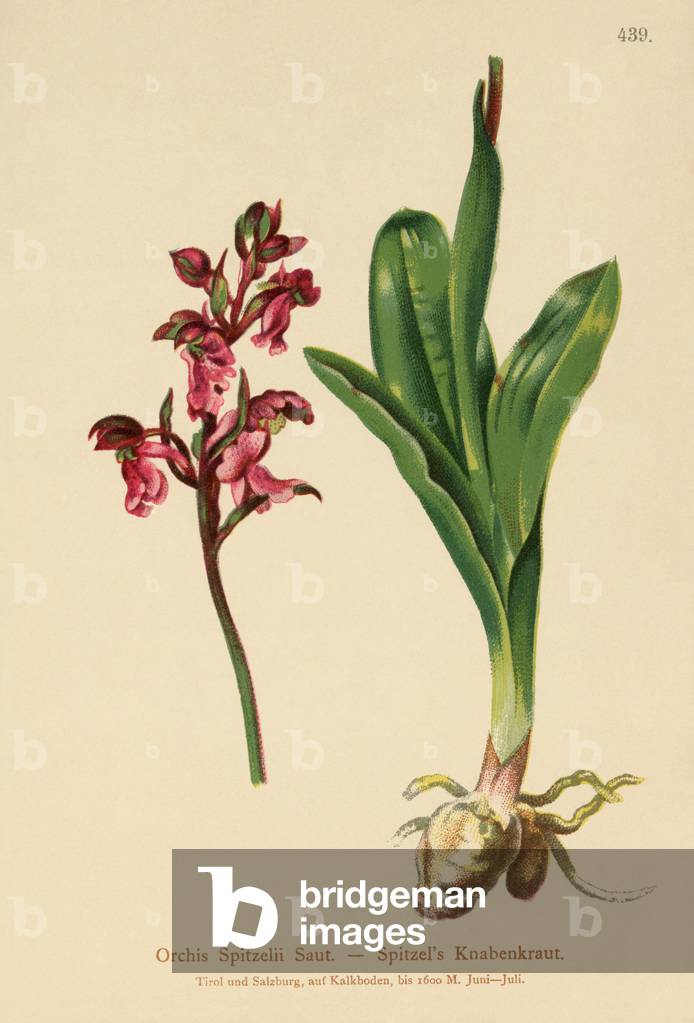 Spitzel's Orchid (Orchis Spitzelii) (colour litho)