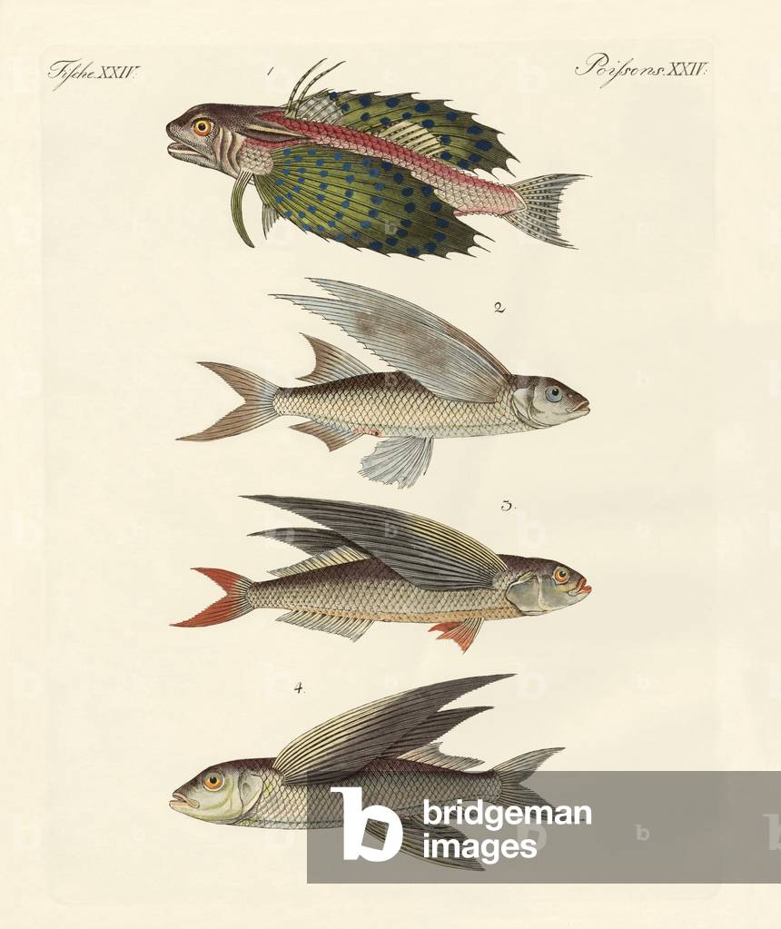 Flying fish (coloured engraving)