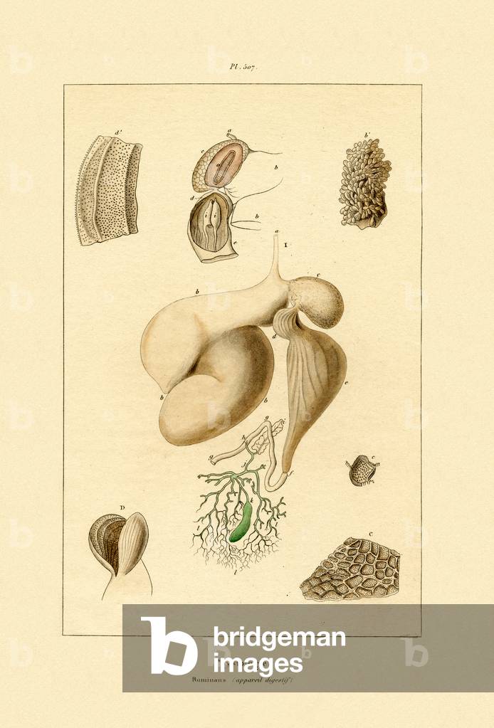 Stomach, 1833-39 (coloured engraving)