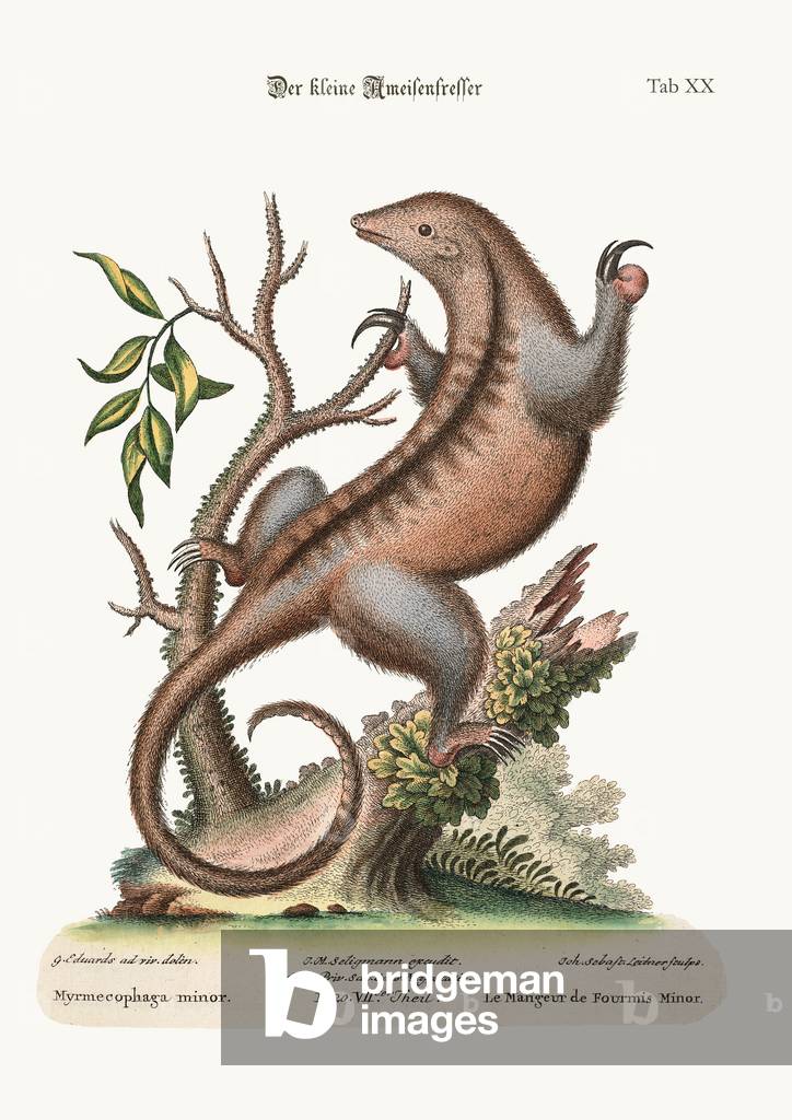 The little Ant-Eater, 1749-73 (coloured engraving)