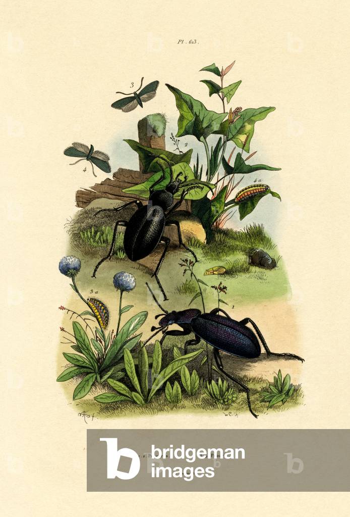 Beetles, 1833-39 (coloured engraving)