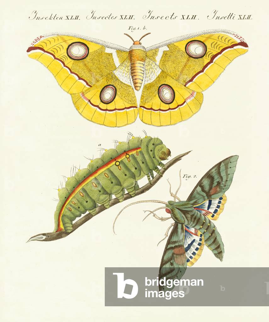 Splendid foreign butterflies (coloured engraving)