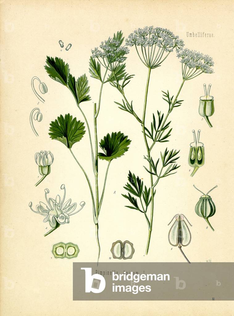 Anise (colour litho)