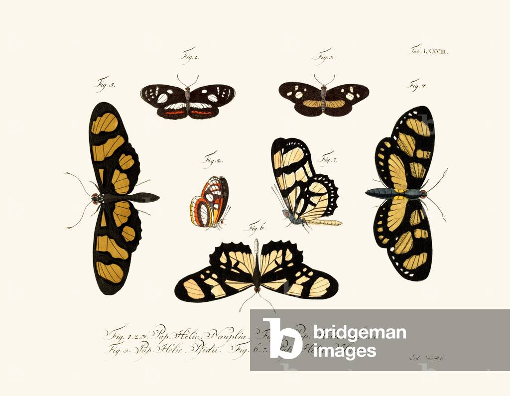 Butterflies, 1783-1806 (coloured engraving)
