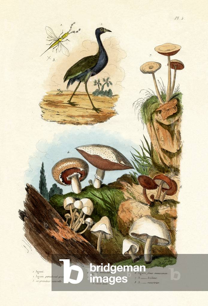 Agami Heron, 1833-39 (coloured engraving)