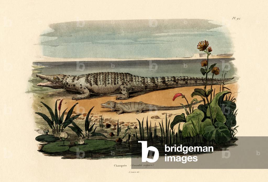 Crocodiles, 1833-39 (coloured engraving)